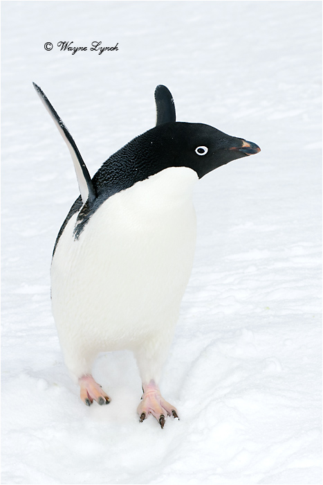 Adelie Penguin by Dr. Wayne Lynch 